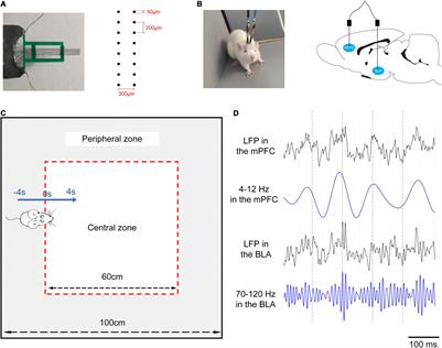 Frontiers | Decreased Phase–Amplitude Coupling Between The MPFC And BLA ...